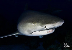 As usual the last dive is always the best! This Lemon Sha... by Steven Anderson 